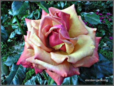 Rose Remember Me - aberdeengardening.co.uk - county Garden