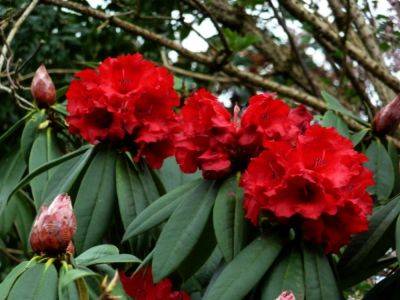 Rhododendron Taurus - aberdeengardening.co.uk - county Garden