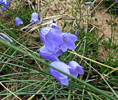 Scottish Bluebell - aberdeengardening.co.uk - Britain - Spain - Scotland - county Garden