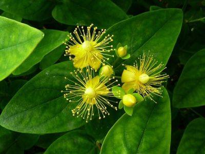 Hypericum Inodorum Magical Beauty - aberdeengardening.co.uk - Australia - county Garden
