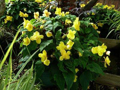 Begonia Helen Harmes - aberdeengardening.co.uk - county Garden
