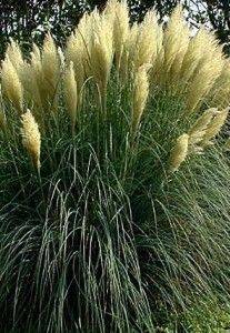 Pampas Grass Pumila - aberdeengardening.co.uk - county Garden