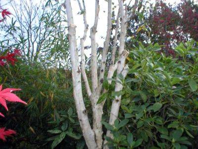 Betula Jacquemontii Birch - aberdeengardening.co.uk - Scotland - county Garden