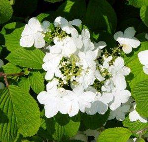 Viburnum Plicatum Mariesii. - aberdeengardening.co.uk - county Garden
