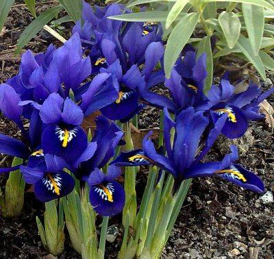 Iris Reticulata Harmony - aberdeengardening.co.uk - city Aberdeen - county Garden
