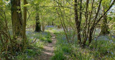 Weekend Wandering: Bluebell surprise - vegplotting.blogspot.com