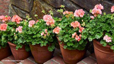 5 Reasons to Love Zonal Geraniums - gardengatemagazine.com