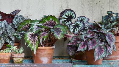 Rex Begonia Growing Guide - gardengatemagazine.com
