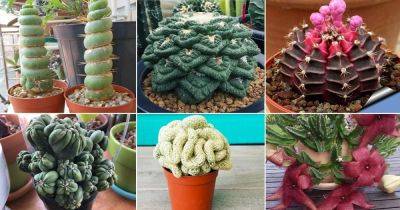 28 Unique & Rare Cactus Plants to Grow If You Love Cacti & Succulents - balconygardenweb.com