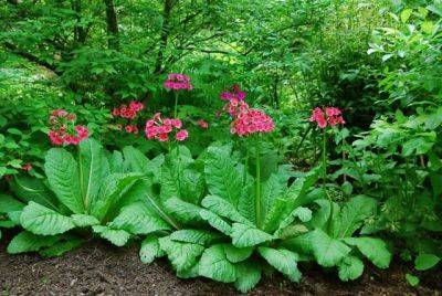 Growing primula from seed, with ken druse - awaytogarden.com - state New Jersey