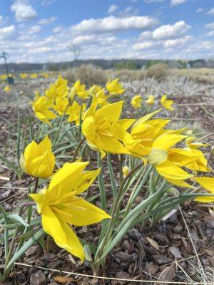 Tulipa sylvestris – A Designer Tulip for a Wild Flower Meadow in Spring. - igrowhort.com - Usa - Britain - Netherlands