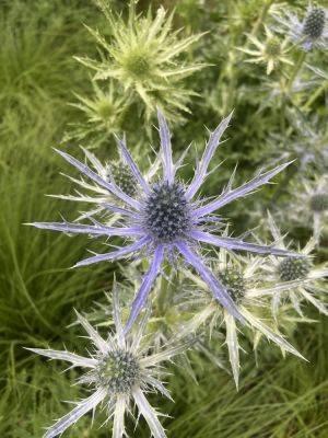 Blue Sea Holly – How to Sow, Grow and Enjoy 5 of the Best Eryngium for Full-Sun Gardens. - igrowhort.com