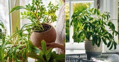 How Houseplants Make You Happy (Amazing Scientific Facts) - balconygardenweb.com - state Michigan