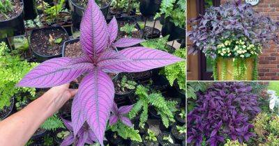 How to Grow Persian Shield | Strobilanthes Dyerianus Care Indoors - balconygardenweb.com - Iran