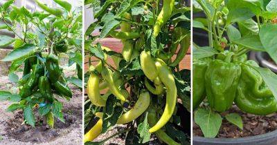When to Plant Green Peppers in Mid Florida + Best Peppers to Grow in Florida - balconygardenweb.com - state California - state Florida