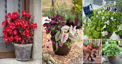 19 Best Outdoor Indirect Sunlight Plants for Containers & Shade Gardens - balconygardenweb.com