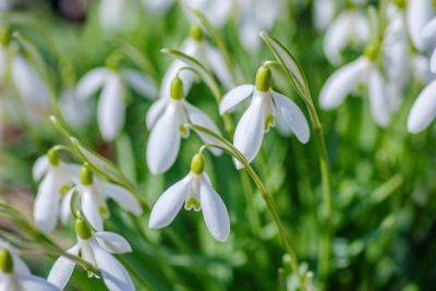 Growing Snowdrops - gardenadvice.co.uk