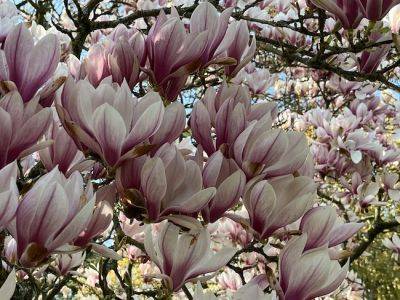 Spring Spectacular: Magnificent Magnolias - gardenadvice.co.uk - Britain