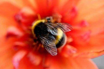 Seeds for Bees 2023 Project - gardenadvice.co.uk