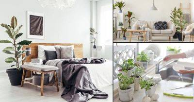 Which Plant for Which Room | Best Indoor Plants for Every Room - balconygardenweb.com