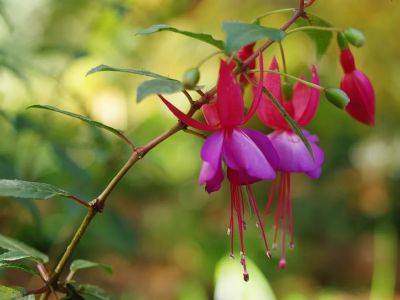 When's the best time to prune hardy fuchsia? - theprovince.com