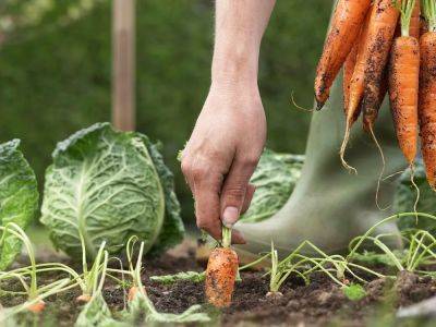 Tips and tricks for planting first vegetable garden - theprovince.com - Switzerland