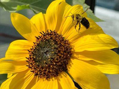 Planting sunflowers an ideal project for children - theprovince.com