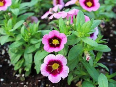 Annual flowers: For best success opt for smaller, compact transplants - theprovince.com