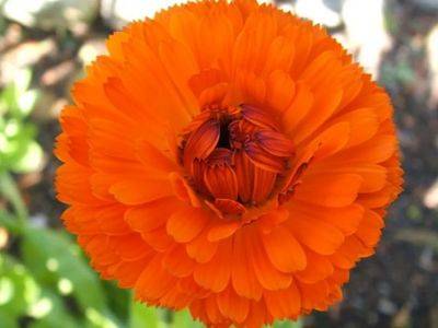 Calendulas — or 'pot marigold'— easy to grow and make the best cut flowers - theprovince.com