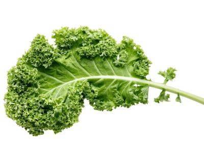 Kale plants most bountiful in March and April - theprovince.com - Russia