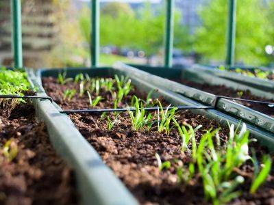 Spring gardening: When to move seedling flats to greenhouse? - theprovince.com