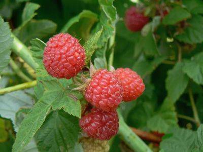 Different methods for pruning 'summer bearing' and 'everbearing' raspberries - theprovince.com