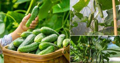 How to Avoid Bitter Cucumbers and Grow Sweet and Juicy Fruits - balconygardenweb.com
