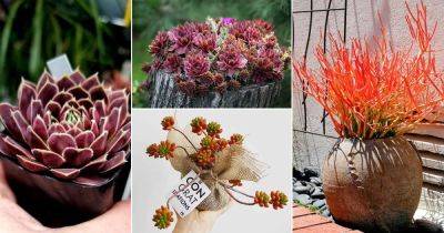 16 Best Red Succulents | Succulents with Red Tips - balconygardenweb.com