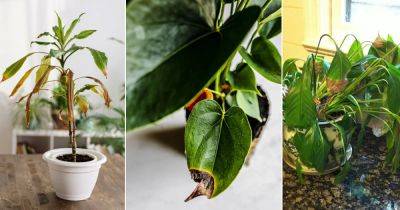 Indoor Plant Leaves Turning Black | 11 Reasons and Solutions - balconygardenweb.com
