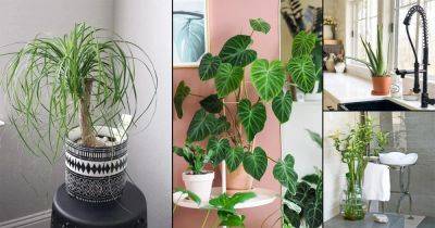 5 Best Indoor Plants for Every Room of Your House - balconygardenweb.com