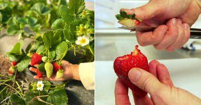 Growing Strawberry from Strawberry Scraps - balconygardenweb.com