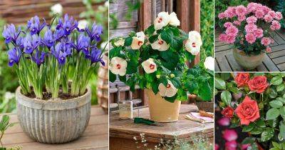 18 Best Asian Flowers to Grow in Garden - balconygardenweb.com - China - India - Japan - Vietnam - county Garden