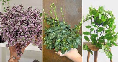 6 Different Types of Callisia Species You Can Grow - balconygardenweb.com