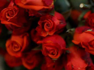 How to keep cut roses fresh and fragrant - theprovince.com