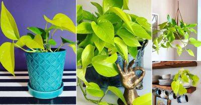 How to Grow Neon Pothos | Neon Pothos Care Indoors - balconygardenweb.com
