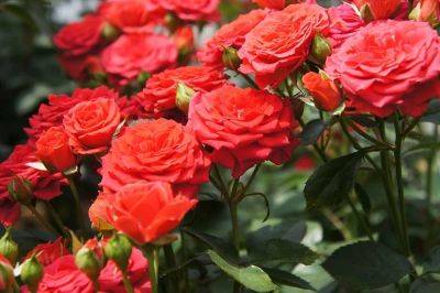 6 Things to Consider When Growing Roses | Rose Maintenance - balconygardenweb.com