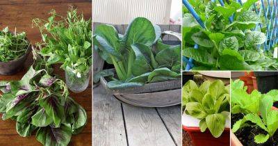 15 Tasty Asian Greens for Containers | Growing Asian Greens - balconygardenweb.com - China - India