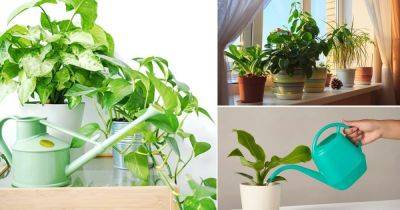 Watering Indoor Plants | How To Water Houseplants - balconygardenweb.com