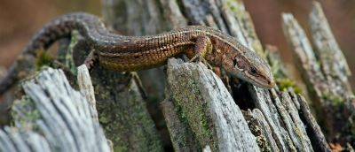 Wildlife watch: The common lizard - gardenersworld.com