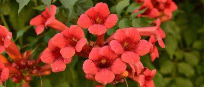 How to Grow Campsis - gardenersworld.com - Usa - China - Britain - Japan