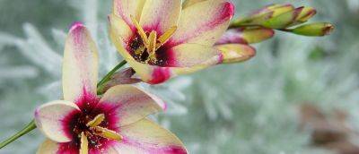 How to Grow Ixia Flowers - gardenersworld.com - Britain - South Africa