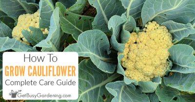 How To Grow Cauliflower At Home - getbusygardening.com