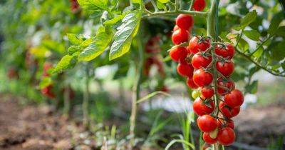 How to Grow Sweeter Tomatoes in Your Garden - gardenerspath.com