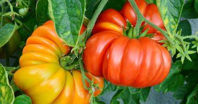 21 of the Best Heirloom Tomato Varieties - gardenerspath.com